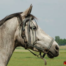 intro-paard
